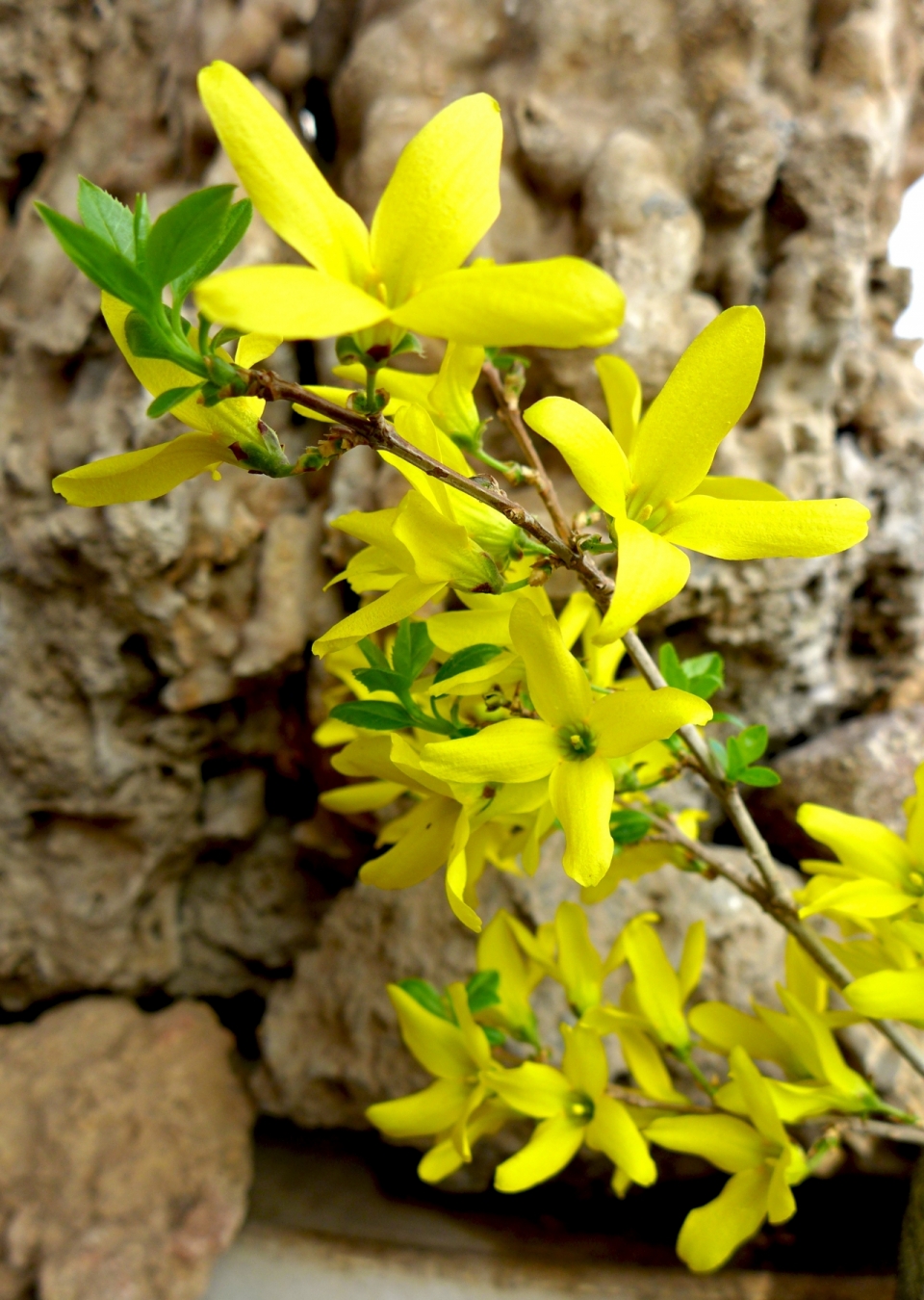 户外自然岩石前树木树枝黄色花朵