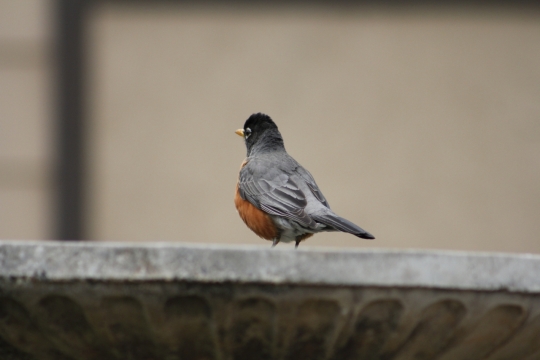 摄影基础_虚化背景城市石质建筑上灰色鸟类动物