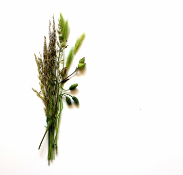 简约文艺白色背景绿色自然植物