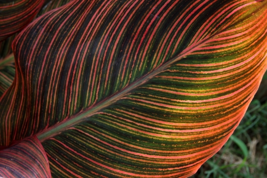 草丛边绿色橙色相间植物