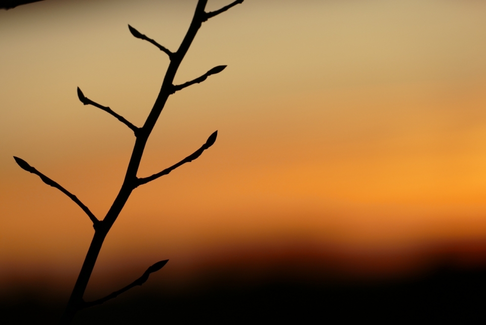 夕阳余晖下植物摇曳风光