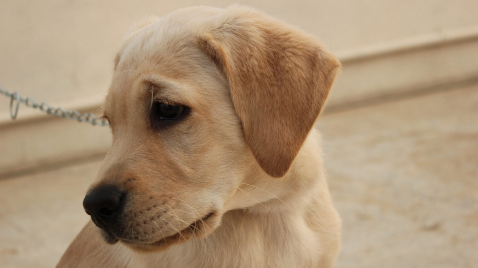 拉布拉多幼犬高清桌面壁纸