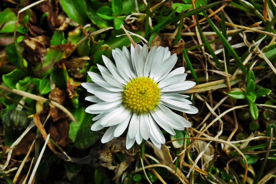 户外自然土壤间清新白色花朵植物