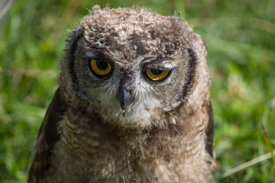 草地背景前的毛发凌乱的猫头鹰特写
