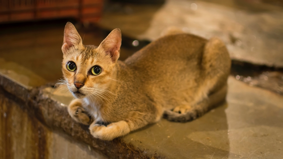 阿比西尼亚猫高清桌面壁纸