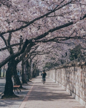 2021年樱花唯美浪漫写真图片