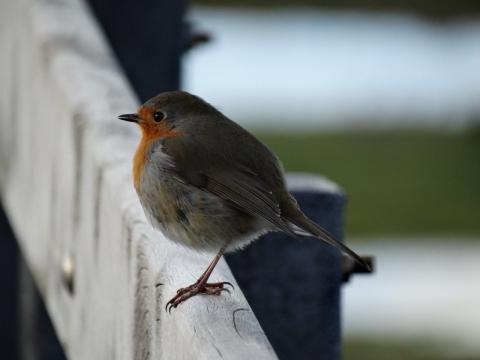 虚化背景户外野生可爱鸟类动物