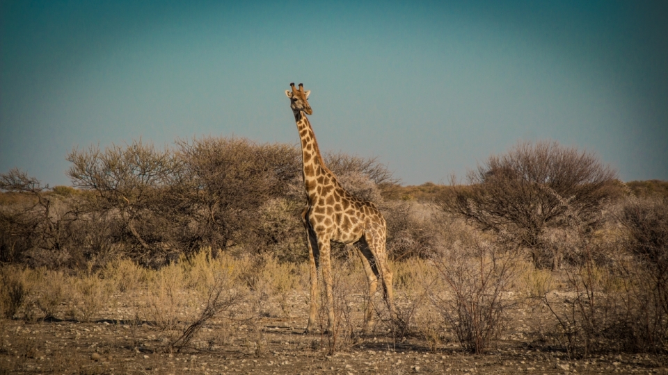 在非洲荒凉的荒原上的长颈鹿