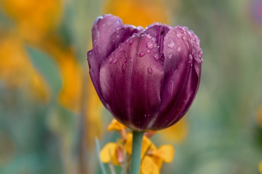 虚化背景户外自然紫色花朵郁金香植物