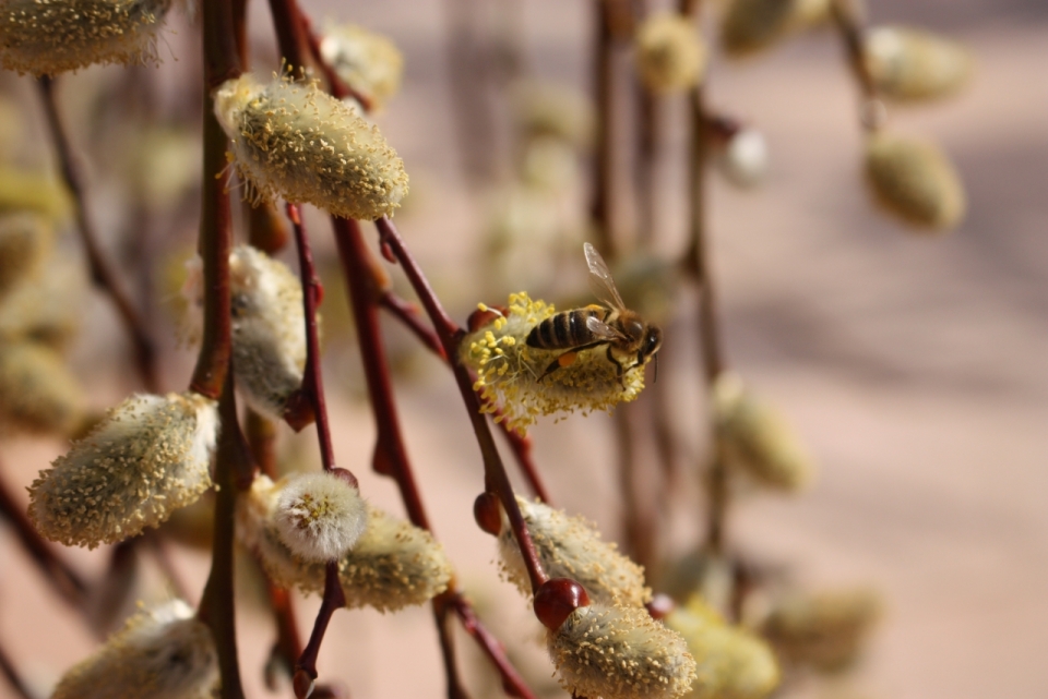 阳光户外自然植物枝干上蜜蜂