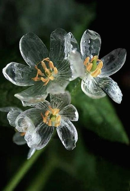 清新唯美植物花朵写真