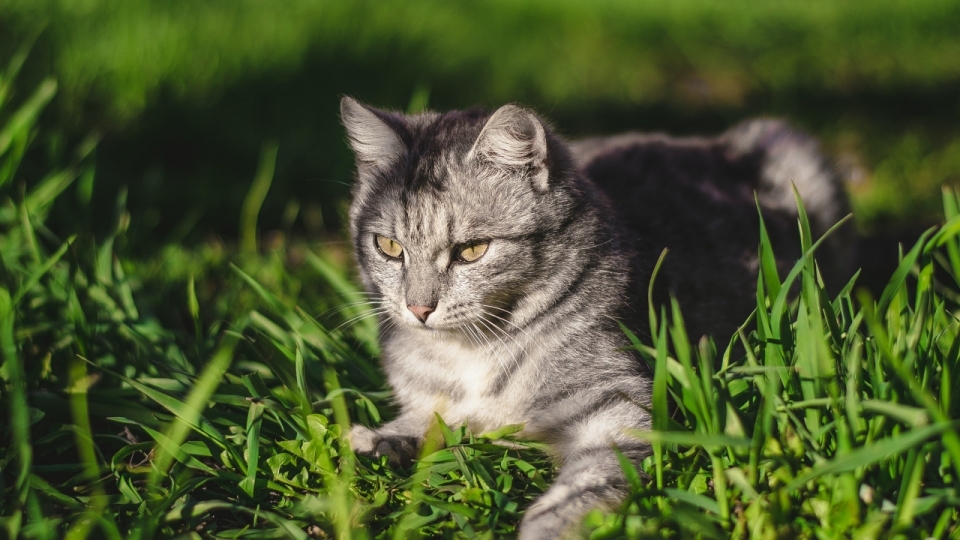 可爱小猫喵星人高清桌面壁纸