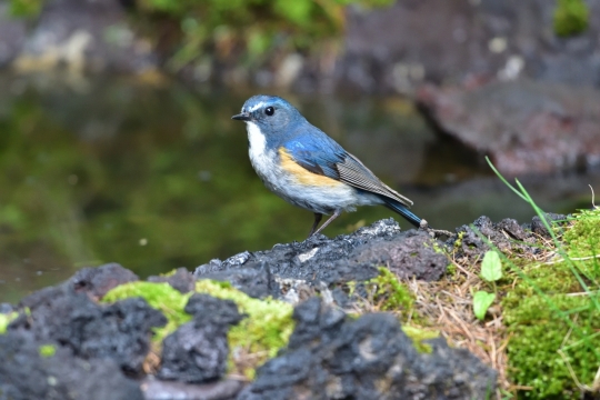 野外河边蓝色羽毛小鸟可爱特写