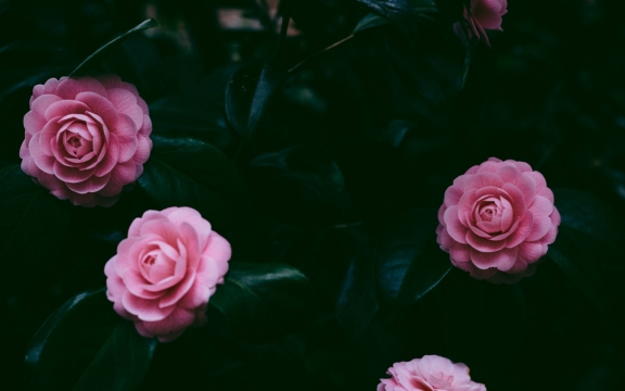 唯美花卉高清桌面壁纸