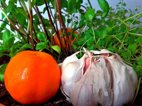 镜子绿色植物前的大蒜和橙子水果