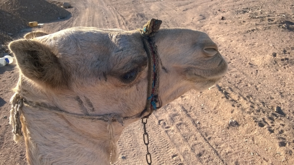 走在沙漠中回头看向镜头的骆驼