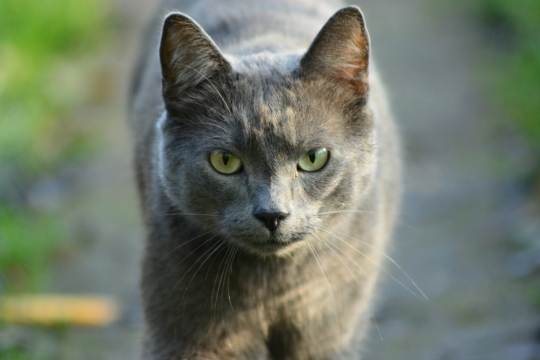 虚化背景城市街道阳光下可爱宠物蓝猫