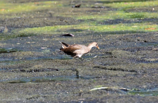 阳光自然户外地面野生鸟类动物