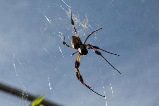 天空下正在编制蛛网的蜘蛛特写