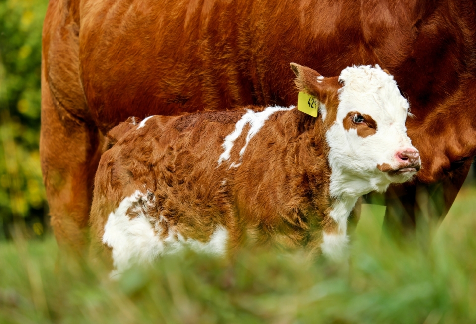 草地上出生不久的小牛犊高清摄影