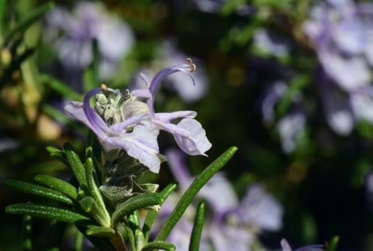 微距摄影_绿枝上的紫色迷迭香特写