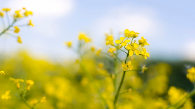 田园风光油菜花自然风光高清桌面壁纸