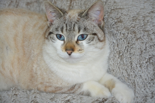 室内灰色毛毯上蓝色眼睛可爱猫