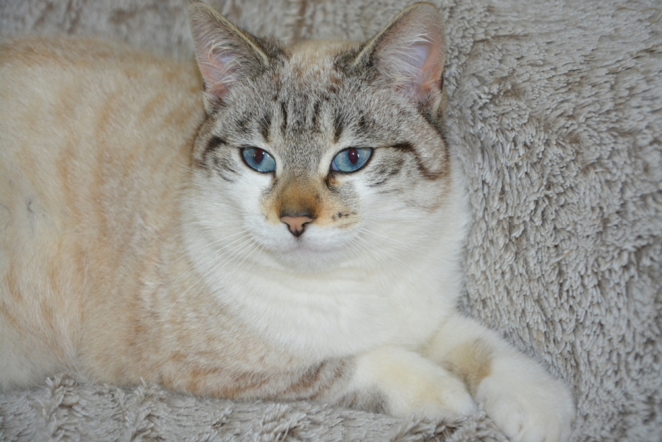 室内灰色毛毯上蓝色眼睛可爱猫