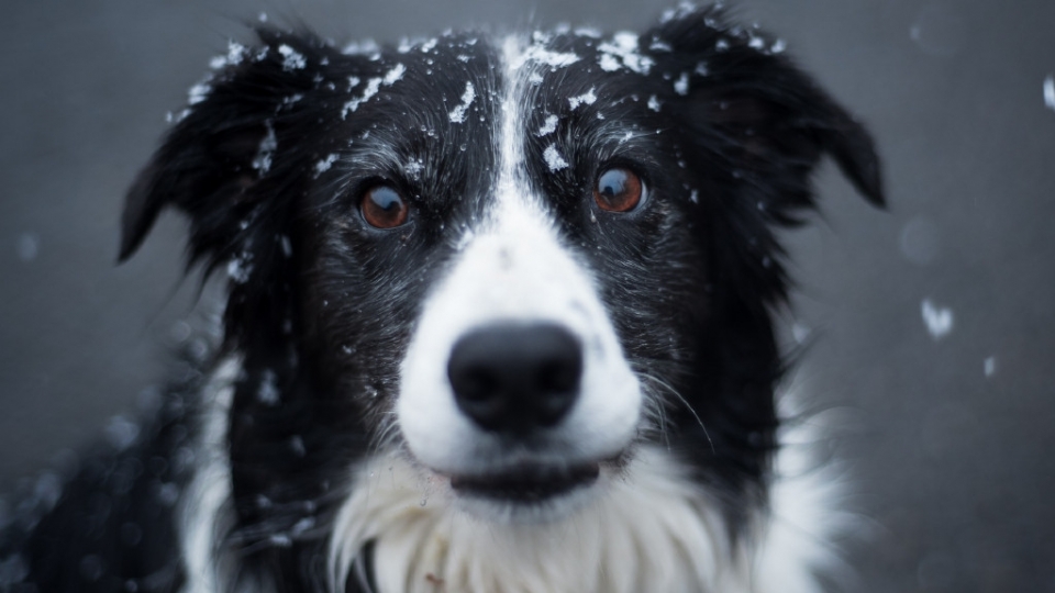 牧羊犬高清桌面壁纸图片