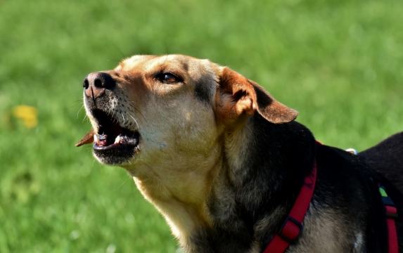 阳光户外自然绿色草坪可爱黄色宠物狗