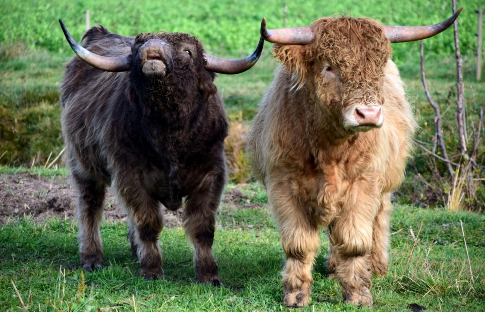 青青草地上棕色和黑色的牦牛正面摄影