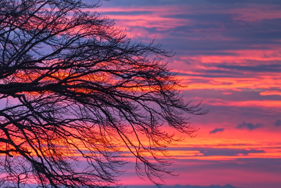 日落时美丽夕阳染红的云彩与枯树剪影