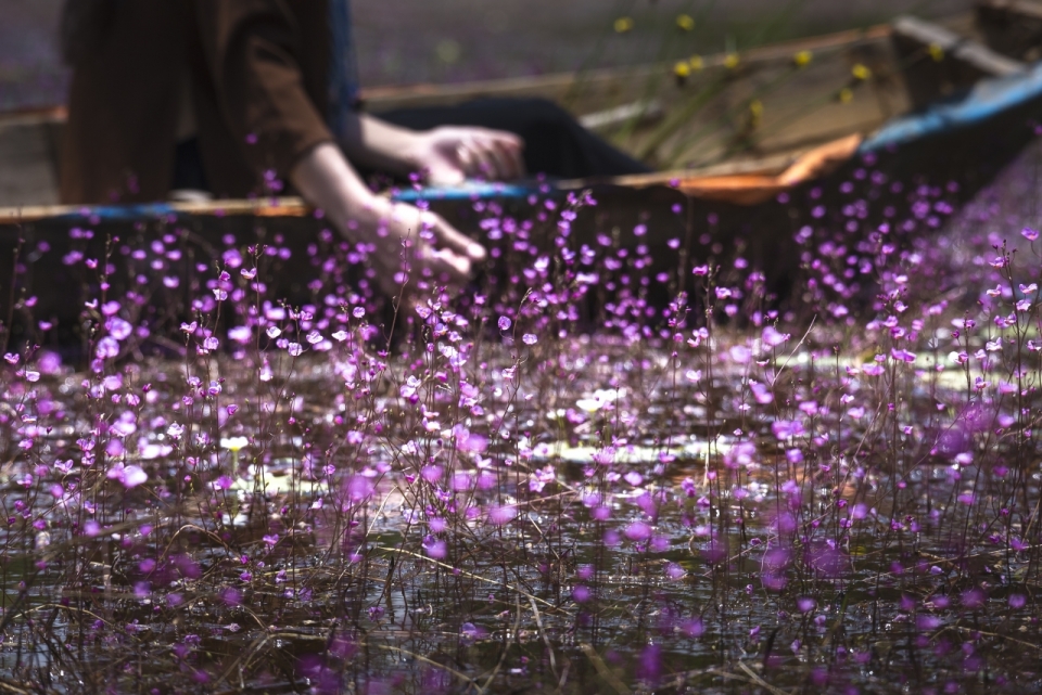 自然湖泊湖面小船边紫色花朵植物
