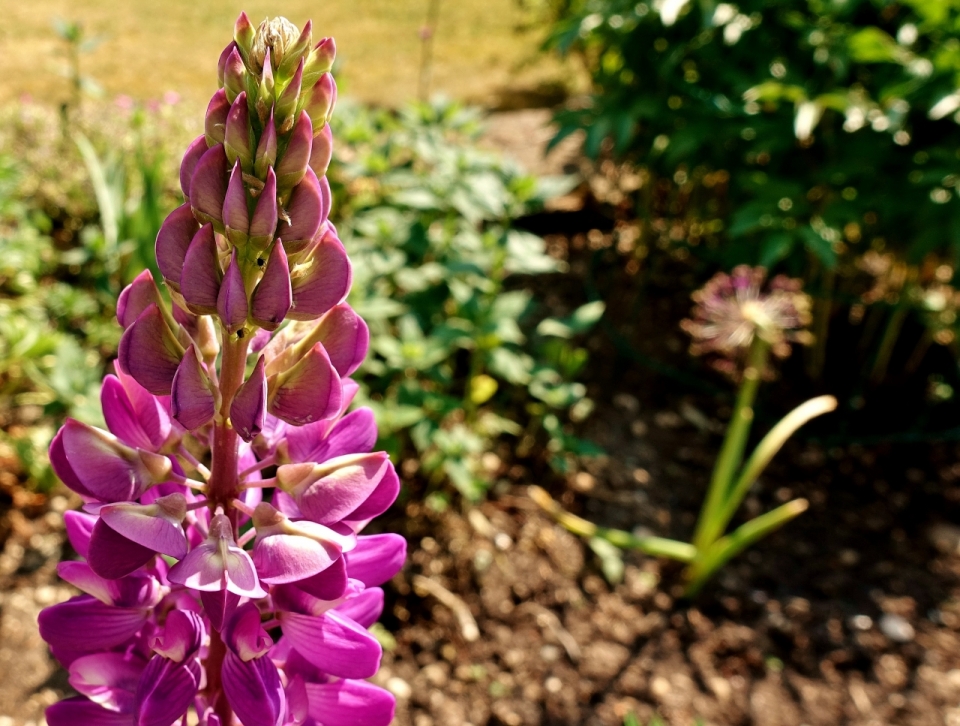 阳光户外自然美丽紫色花朵植物