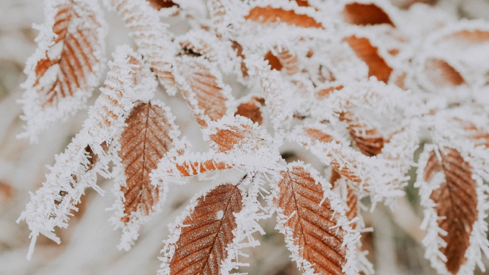 冬日雾松自然风景雪景景观高清桌面壁纸