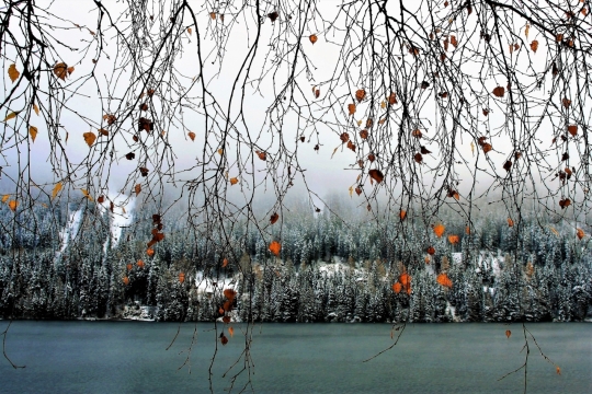 冬天树林湖泊边垂下带叶子树枝