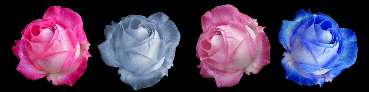 黑色背景蓝色红色粉色灰色玫瑰花