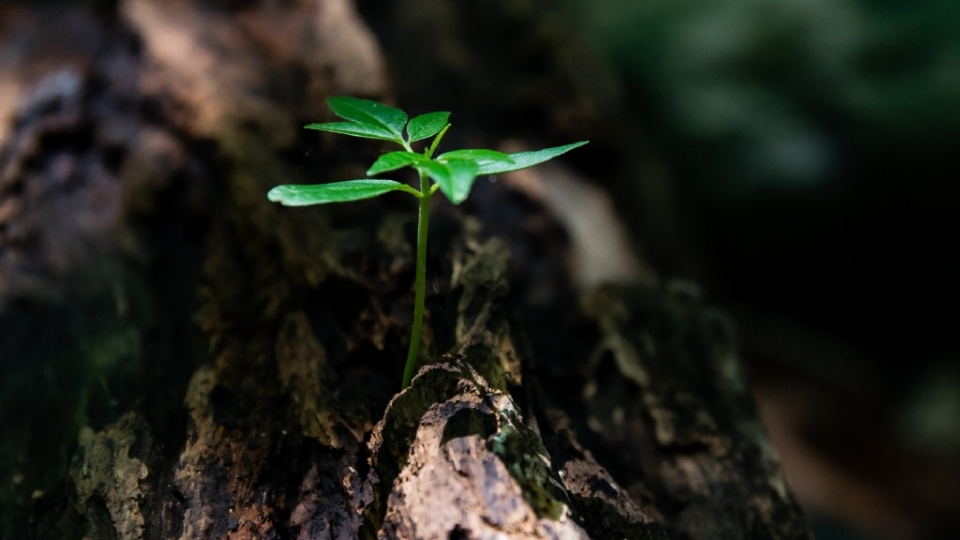 植物幼苗无水印电脑桌面高清壁纸图片