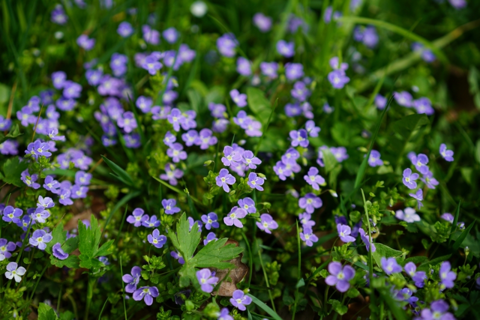 微距摄影_青草中的紫色花朵