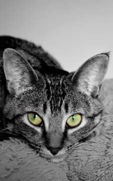 趴在毯子上休息的喵星人黑白摄影