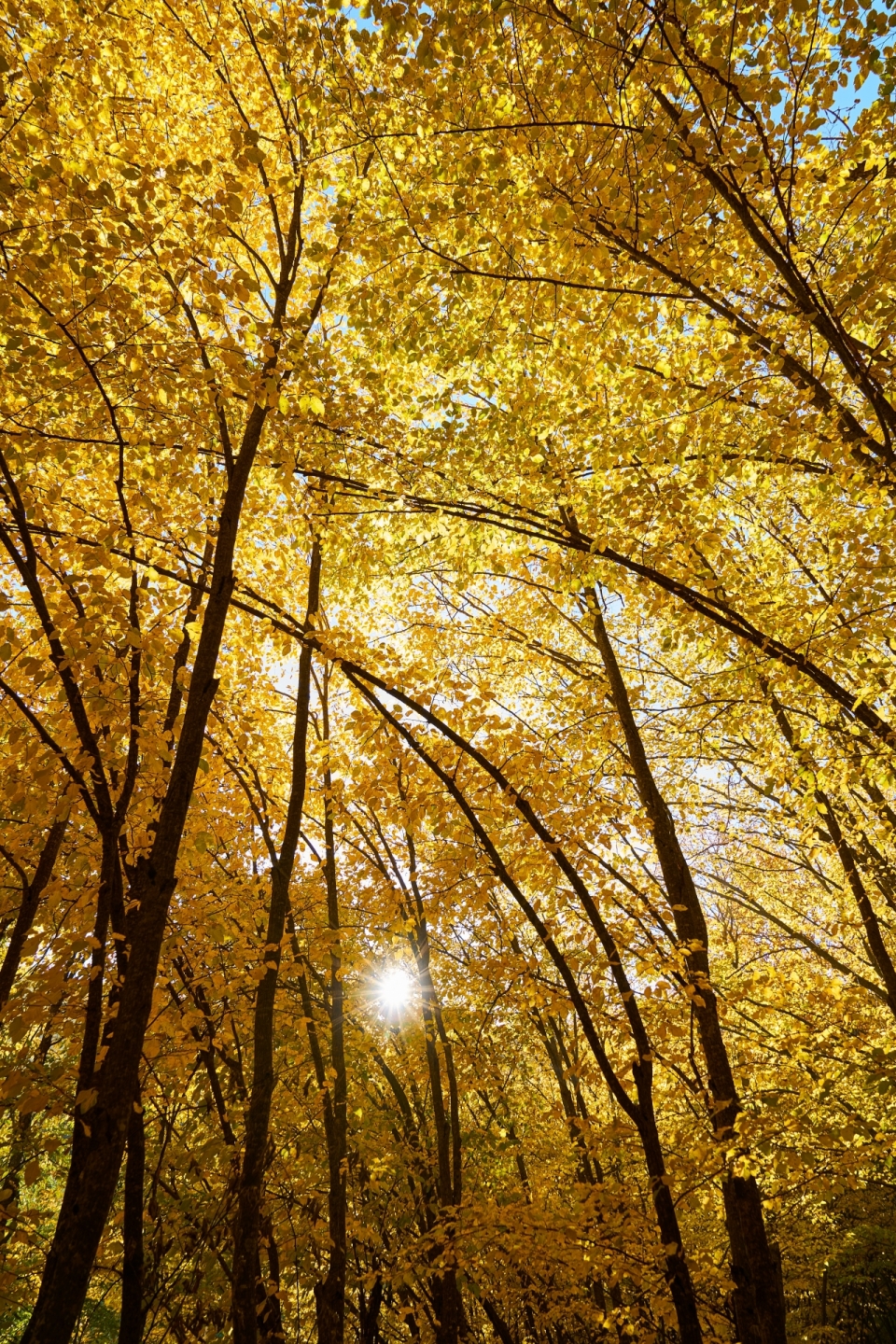 金色银杏树树林植物摄影