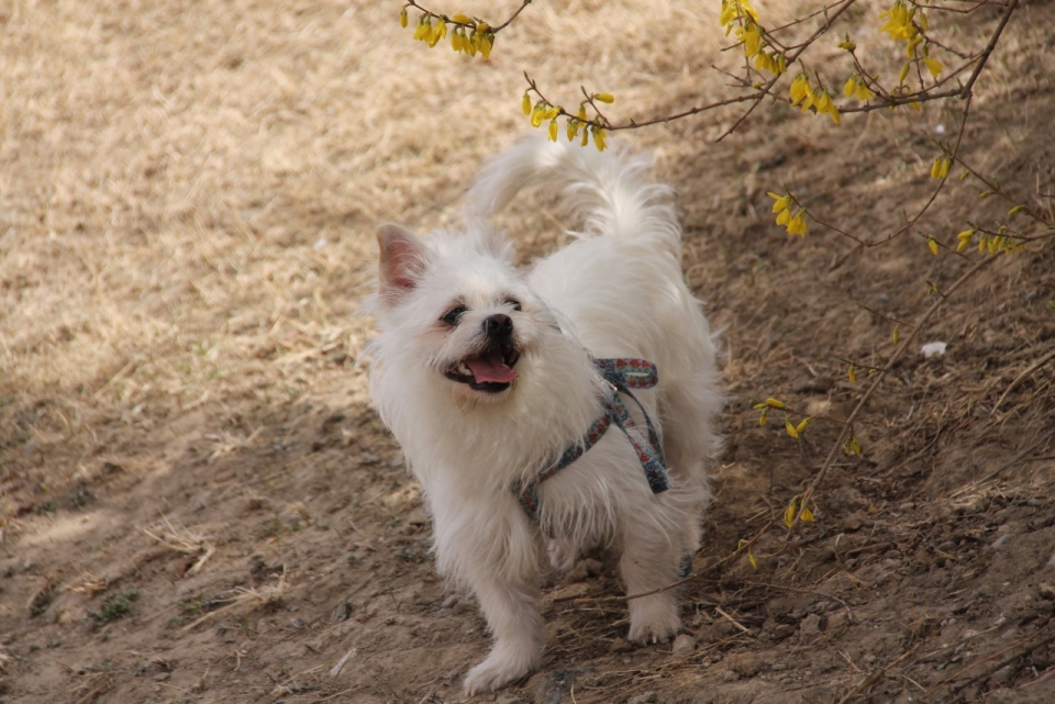 秋天户外黄色草坪白色可爱宠物狗