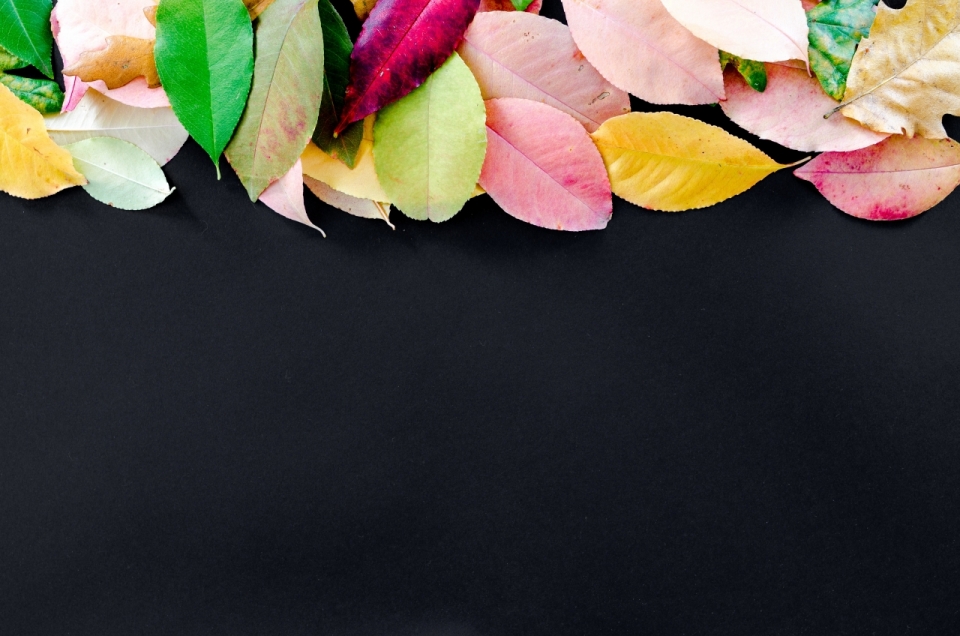 黑色简约桌面上各种颜色的树叶静物摄影