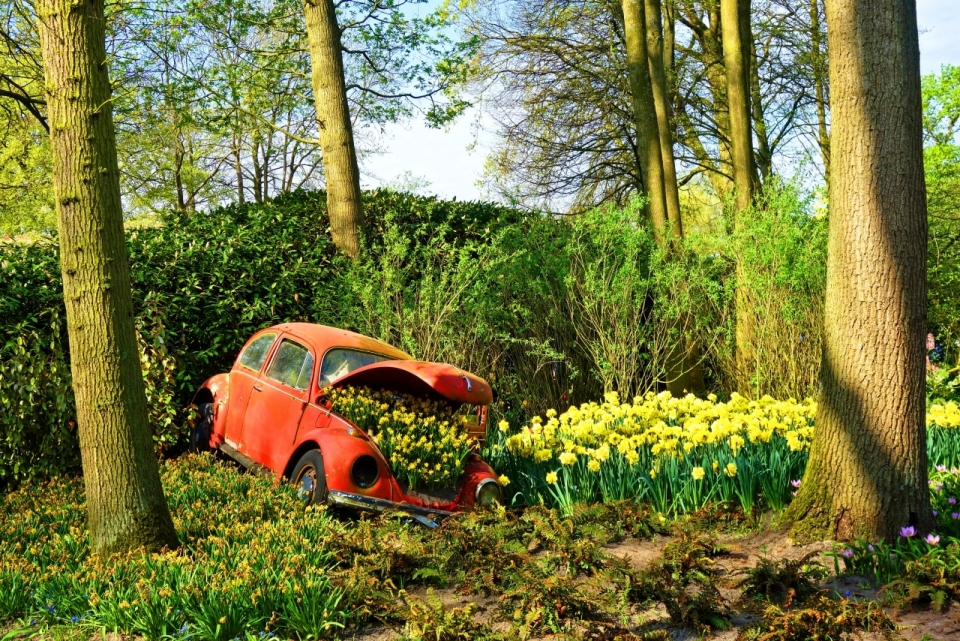 阳光自然森林红色废弃轿车黄色花丛