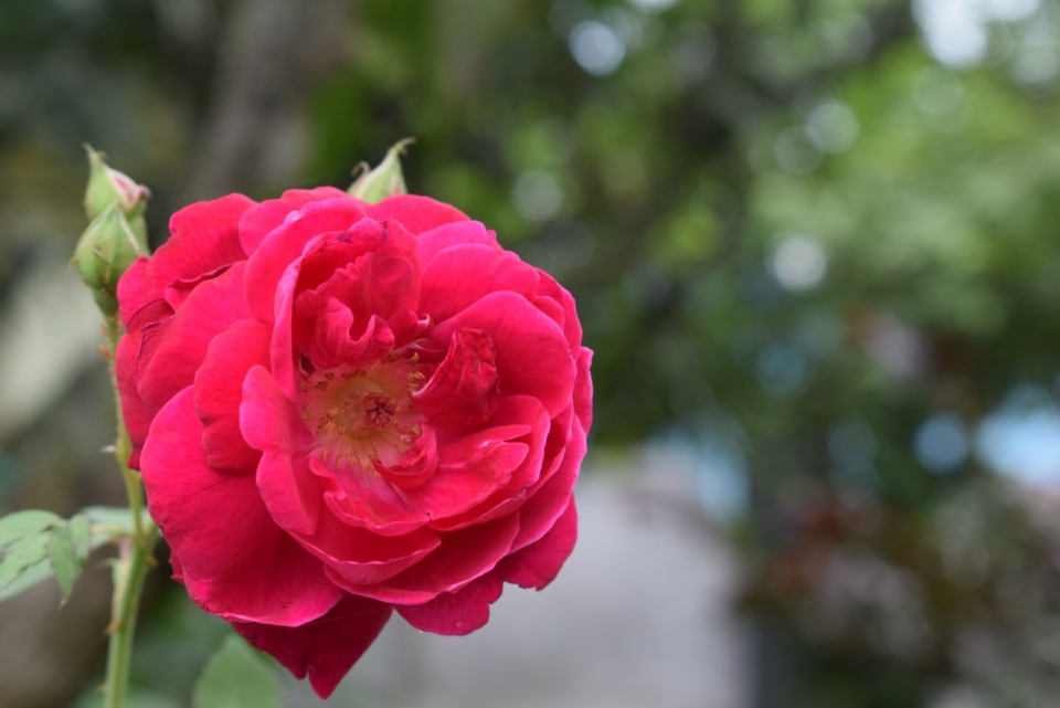 早晨花园中红色花朵玫瑰植物