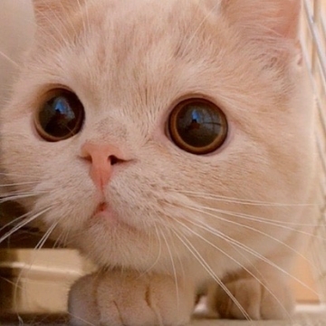 唯美可爱小猫写真图片