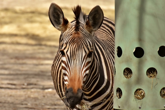 斑马动物小鹿动物园野生动物珍稀