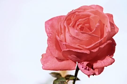 白色背景一朵粉红色的玫瑰植物摄影