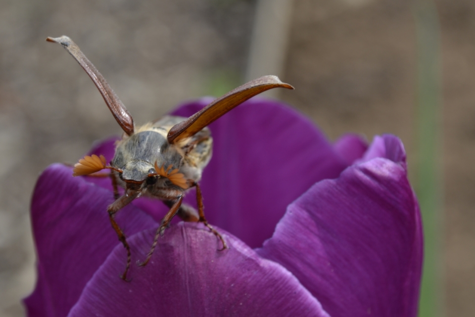 微距摄影_虚化背景户外自然植物紫色花瓣上昆虫