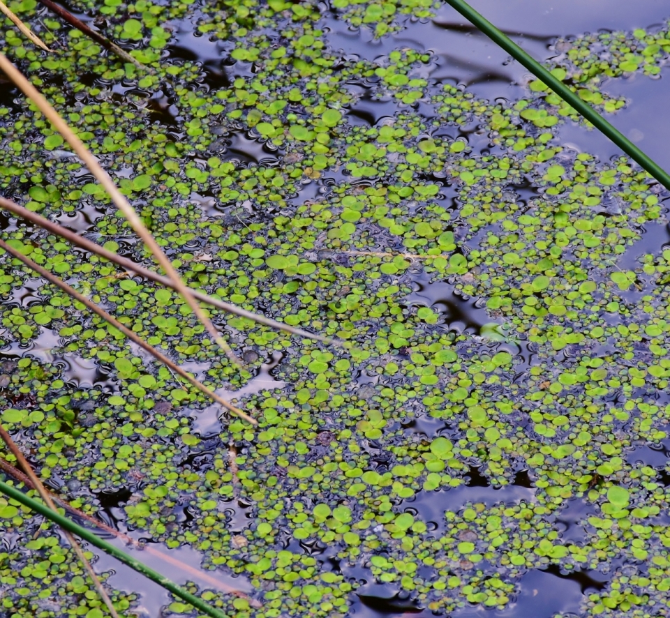 清澈溪流漂浮绿藻植物特写